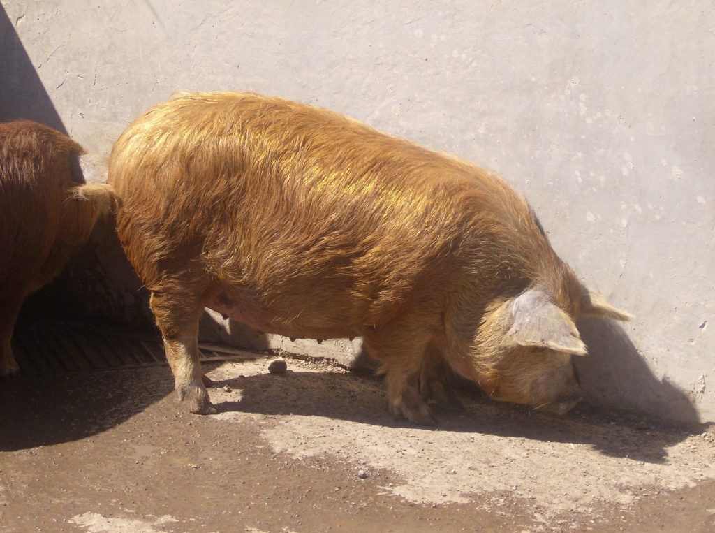 Raza: Cuino. Foto: Clemente Lemus-Flores